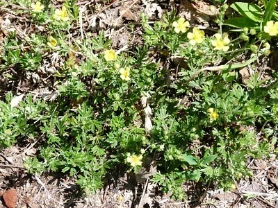 Photo of Hoary Cinquefoil (Potentilla argentea) taken at Town Of Grant