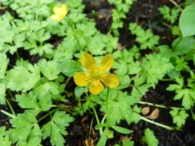 Photo of Creeping Crowfoot (Ranunculus repens) taken at Lakeside