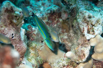 Photo of Pseudojuloides cerasinus taken at 'āhihi-kīna‘u Natural Area Reserve