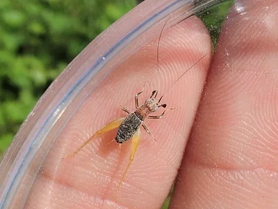 Photo of Handsome Trig (Phyllopalpus pulchellus) taken at Pruitt