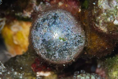 Photo of Valonia ventricosa taken at Bill Baggs Cape Florida State Park