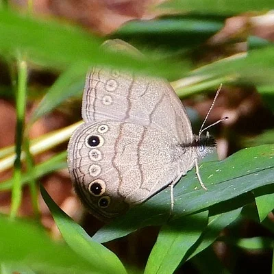 Photo of Intricate Satyr (Hermeuptychia intricata) taken at Meggett