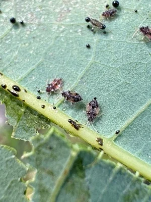 Photo of Avocado Lace Bug (Pseudacysta perseae) taken at Waimea Canyon State Park