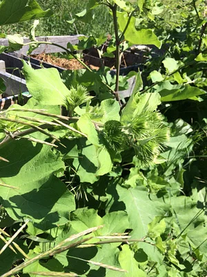 Photo of Burdock (Arctium minus) taken at Crookston