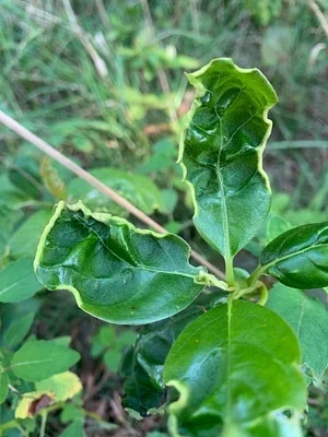 Photo of Phylloxerina nyssae taken at Christmas Rocks Nature Preserve