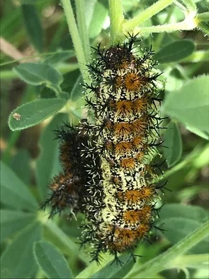 Photo of Hemileuca nevadensis taken at Eagle Lake Regional Park