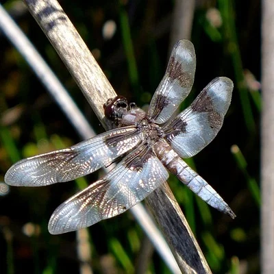 Photo of Eight-Spotted Skimmer (Libellula forensis) taken at Browns Park National Wildlife Refuge