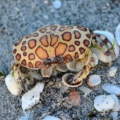Photo of Hepatus epheliticus taken at Cayo Costa State Park