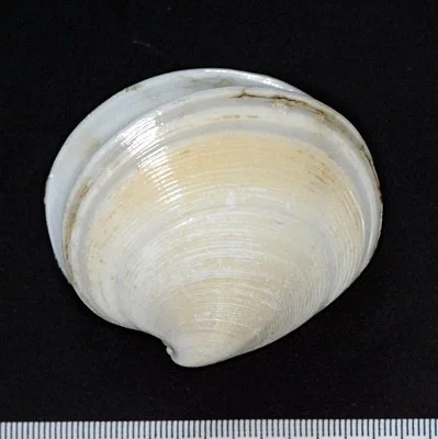 Photo of Disk Dosinia (Dosinia discus) taken at Saint Bernard Parish