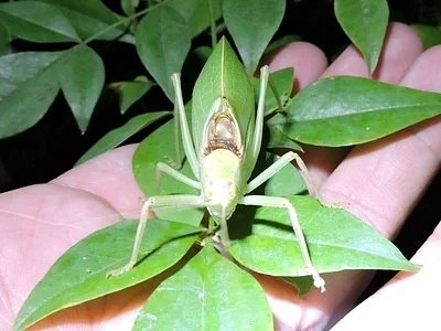 Photo of Common True Katydid (Pterophylla camellifolia) taken at J. Frank Wilson Memorial Park