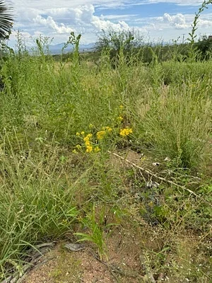 Photo of Hymenothrix wislizeni taken at River Ranch Wildlife Management Area