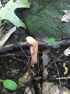 Photo of Clavariadelphus americanus taken at Maquoketa Caves State Park