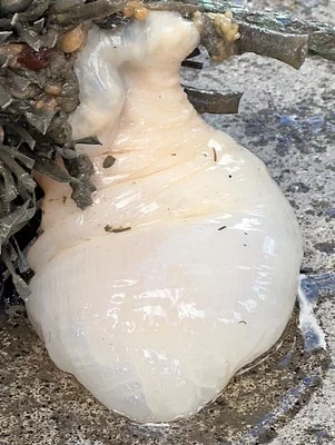 Photo of Gigantic Anemone (Metridium farcimen) taken at Petersburg Borough