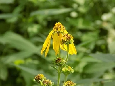 Photo of Verbesina helianthoides taken at Kaskaskia Experimental Forest