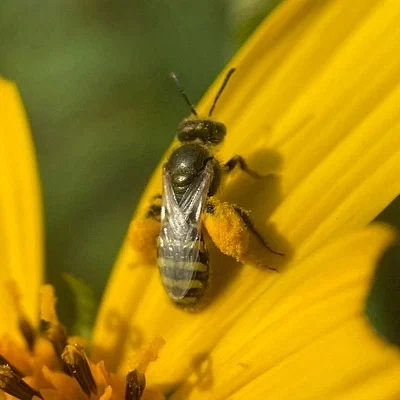 Photo of Perdita pallidipennis taken at Grey Cloud Dunes Sna