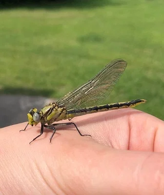 Photo of Arigomphus cornutus taken at Cedar Creek Conservation Area