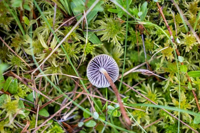 Photo of Sphagnum Brownie (Hypholoma elongatum) taken at Spruce Swamp Natural Area