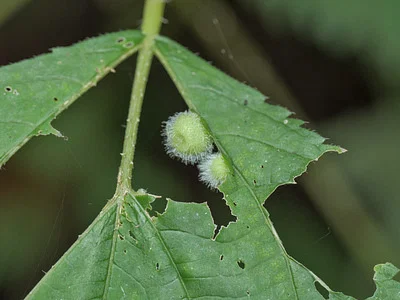 Photo of Dasineura pilosa taken at John T Huston Nature Center