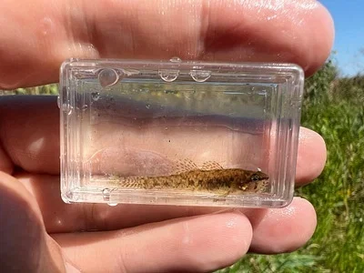 Photo of Etheostoma microperca taken at Arbuckle Springs Wildlife Management Area