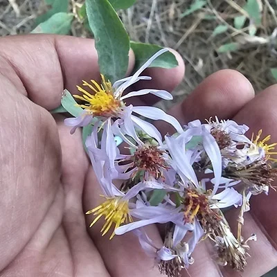 Photo of Eurybia glauca taken at Helper