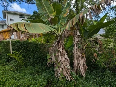 Photo of Edible Banana (Musa acuminata) taken at Serenoa Preserve