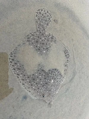 Photo of Brill (Scophthalmus aquosus) taken at Maine