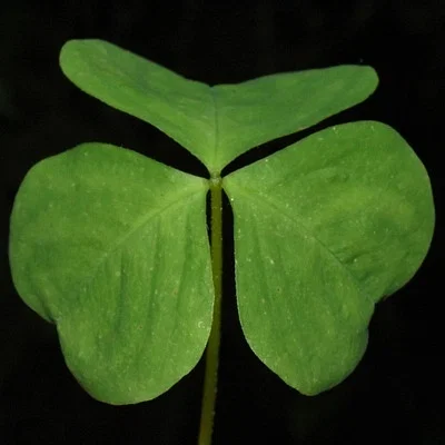 Photo of Oxalis trilliifolia taken at Naselle River Wildlife Area