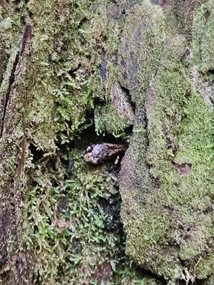 Photo of Aneides vagrans taken at Arcata Community Forest