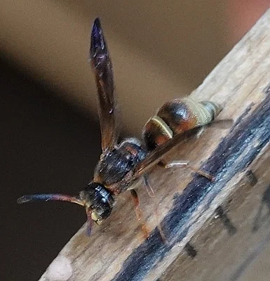 Photo of Vespid Wasp (Ancistrocerus tuberculocephalus) taken at Fox Run Regional Park