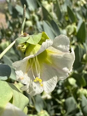 Photo of Mirabilis pudica taken at South Pahroc Range Wilderness