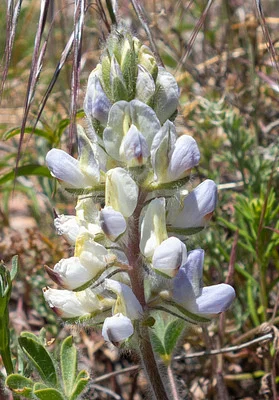 Photo of Lupinus malacophyllus taken at Mogul Open Space
