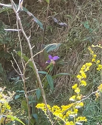 Photo of Chelone cuthbertii taken at Dan River Bends Preserve