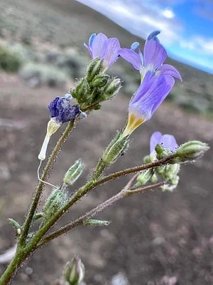 Photo of Gilia salticola taken at Poodle Mountain Wilderness Study Area