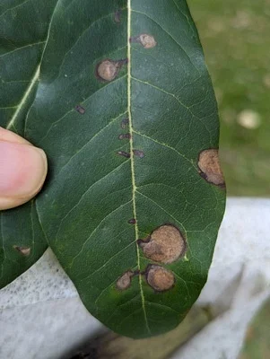 Photo of Antispila nyssaefoliella taken at Spring Valley County Park
