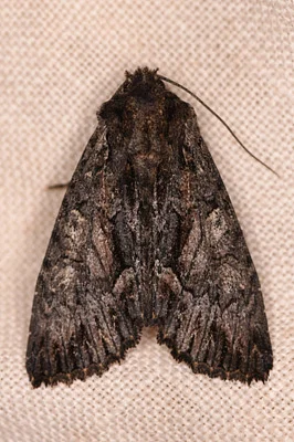 Photo of Fishia discors taken at Chickering American River Reserve