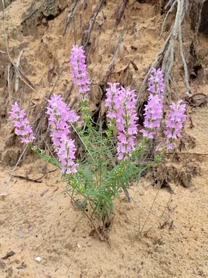 Photo of Dicerandra odoratissima taken at Wayne County