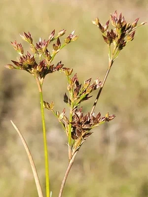 Photo of Juncus trigonocarpus taken at Turner County