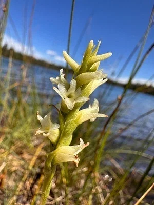 Photo of Spiranthes stellata taken at Lake Valley State Recreation Area