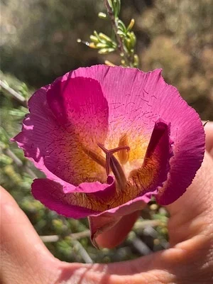 Photo of Calochortus plummerae taken at Lang Ranch Open Space