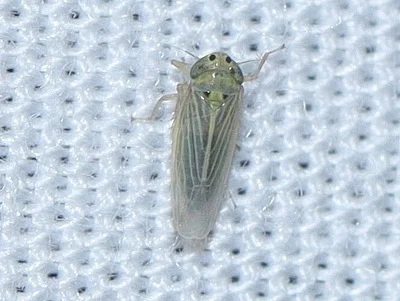 Photo of Graminella cognita taken at Red Bug Slough Preserve