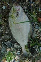 Paralichthys dentatus