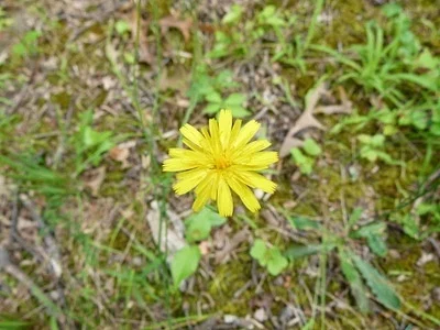 Photo of Catsear (Hypochaeris radicata) taken at Lakeside