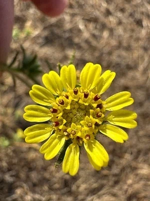 Photo of Centromadia fitchii taken at Dales Lake Ecological Reserve