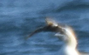 Photo of Myoxocephalus octodecemspinosus taken at Sagadahoc County