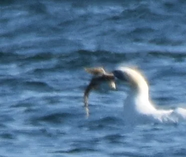 Photo of Guffy (Myoxocephalus octodecemspinosus) taken at Acadia National Park