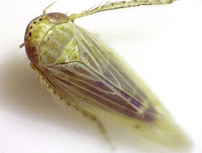 Photo of Graminella nigrifrons taken at Red Bug Slough Preserve