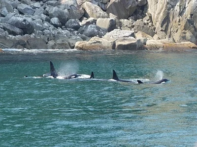 Photo of Orca (Orcinus orca) taken at Sitka
