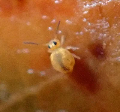 Photo of Sminthurinus henshawi taken at Newark Watershed