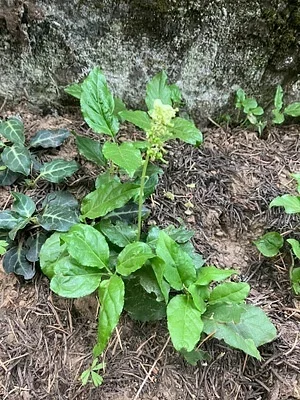 Photo of Sidebells (Orthilia secunda) taken at Strawberry Mountain Wilderness