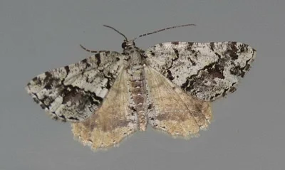 Photo of Macaria graphidaria taken at Duval-freer Airport